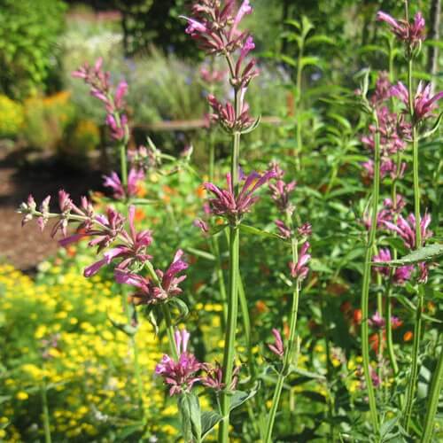 Agastache Mexicana Seeds 