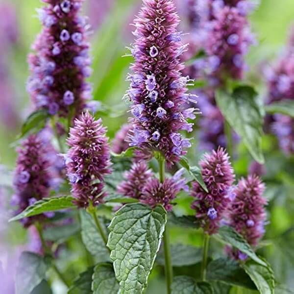 Agastache Mexicana Seeds 