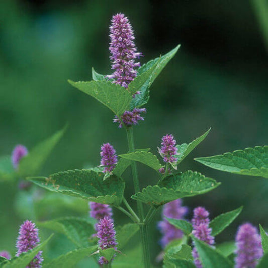 Agastache Seeds - Herbal Plant for home gardens
