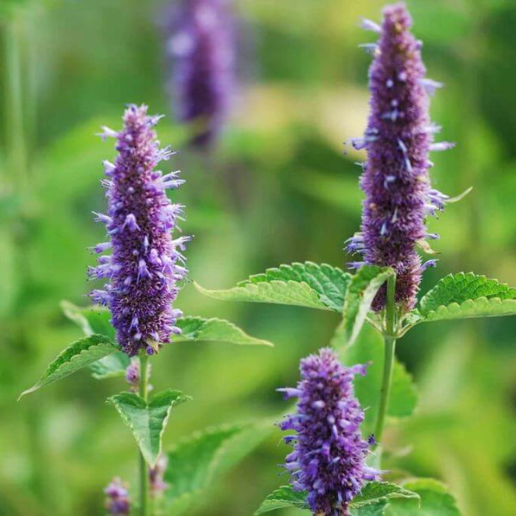 Agastache Seeds for Sale - Heirloom Flower Plant for Home Gardens