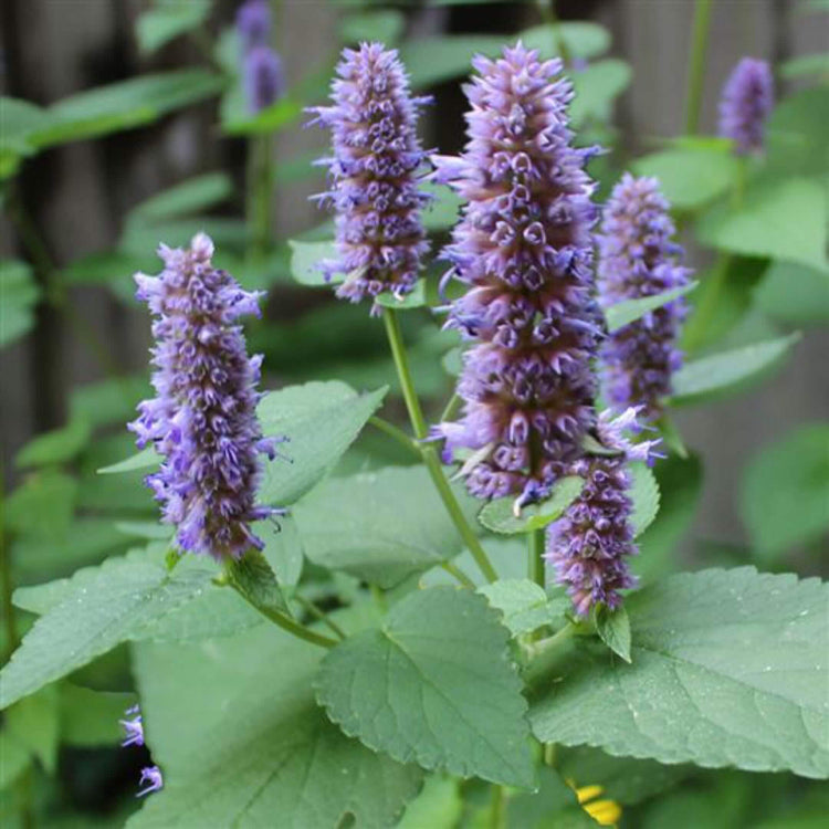 Agastache Seeds for Sale - Heirloom Flower Plant for Home Gardens