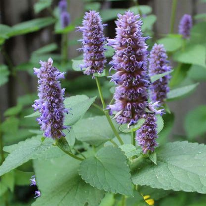 Agastache Seeds for Sale - Heirloom Flower Plant for Home Gardens