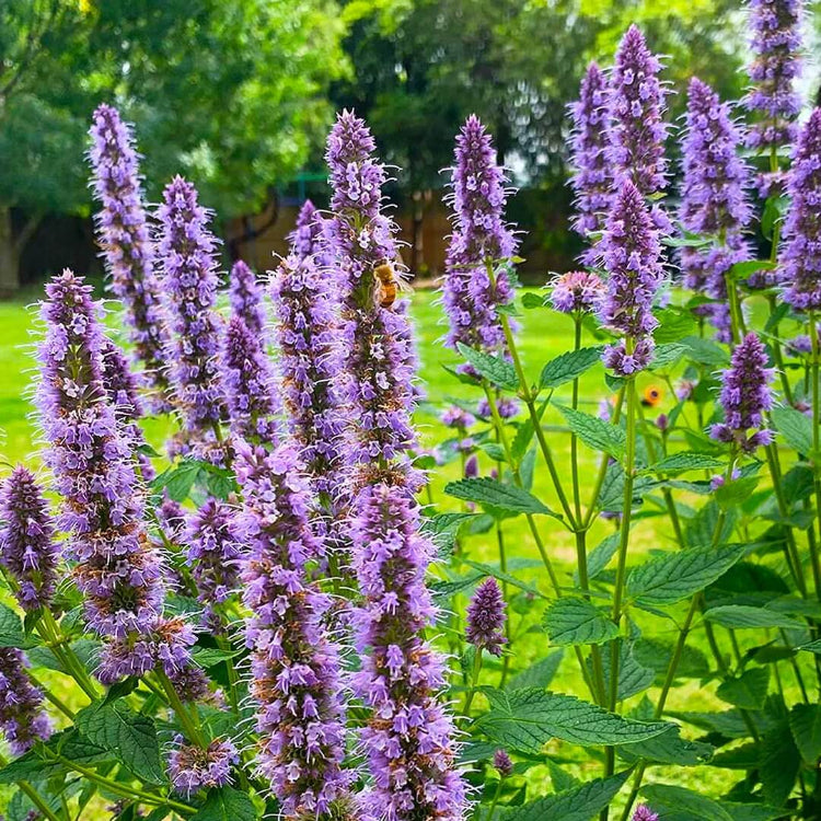 Agastache Seeds for Sale - Heirloom Flower Plant for Home Gardens