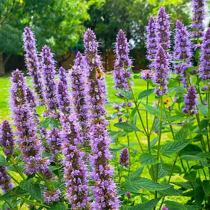Agastache Seeds for Sale - Heirloom Flower Plant for Home Gardens