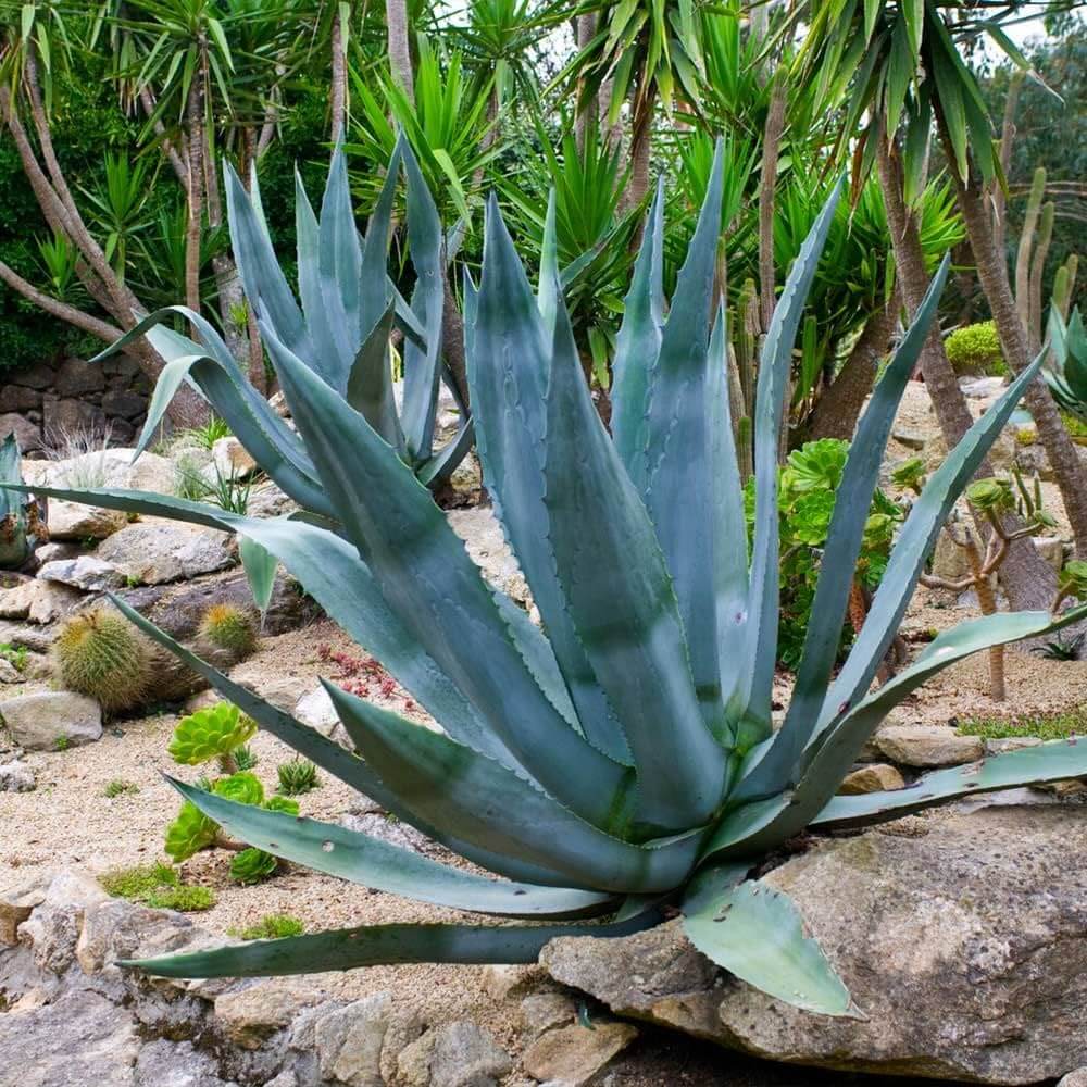 Agave Seeds - Flower Plant for Home Gardens