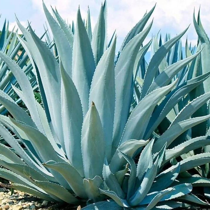Agave Seeds - Flower Plant for Home Gardens