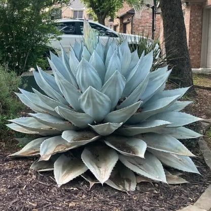 Agave Seeds - Flower Plant for Home Gardens