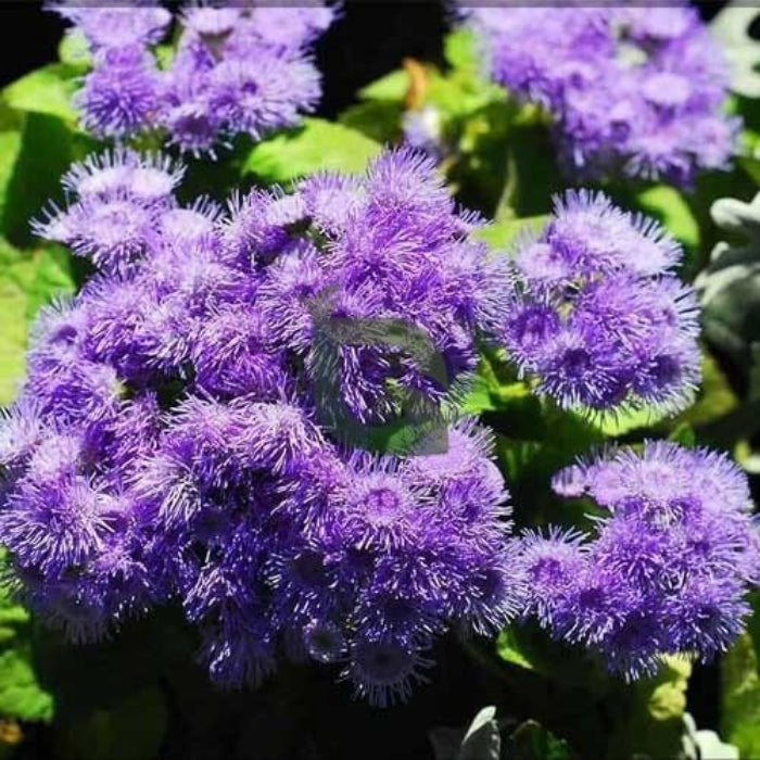 Ageratum Seeds - Flower Plant for Home Gardens