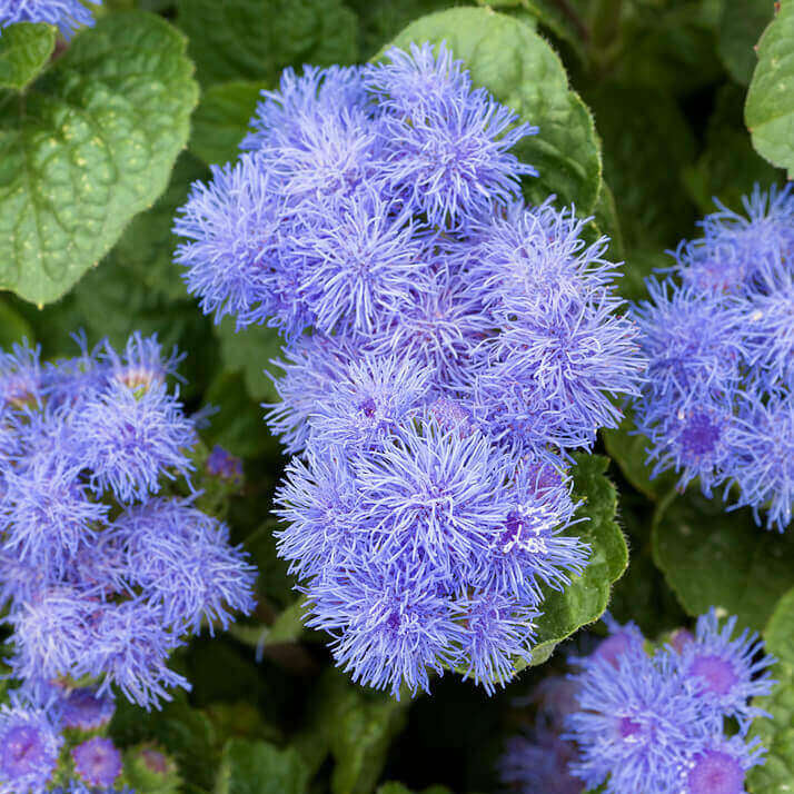 Ageratum Seeds - Flower Plant for Home Gardens
