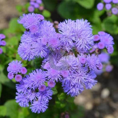 Ageratum Seeds - Flower Plant for Home Gardens
