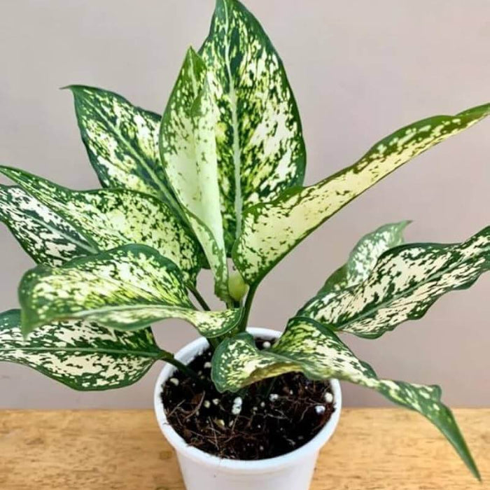 Aglaonema Indoor Plant seeds - All in one for home gardens