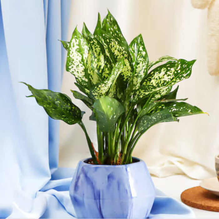 Aglaonema Indoor Plant seeds - All in one for home gardens