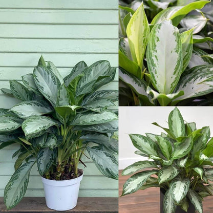 Aglaonema Indoor Plant seeds - All in one for home gardens