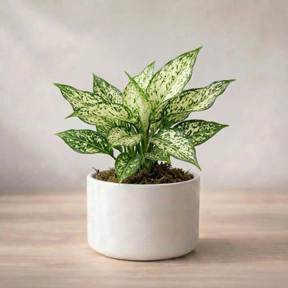 Aglaonema Indoor Plant seeds - All in one for home gardens