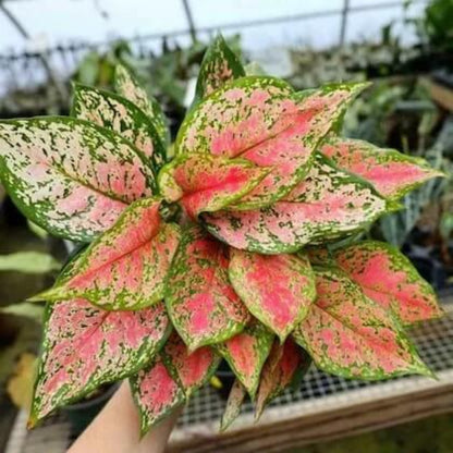 Aglaonema Indoor seeds - Flower Plant