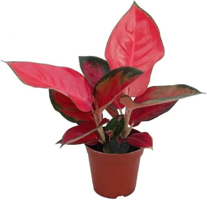 Aglaonema Indoor seeds - Flower Plant
