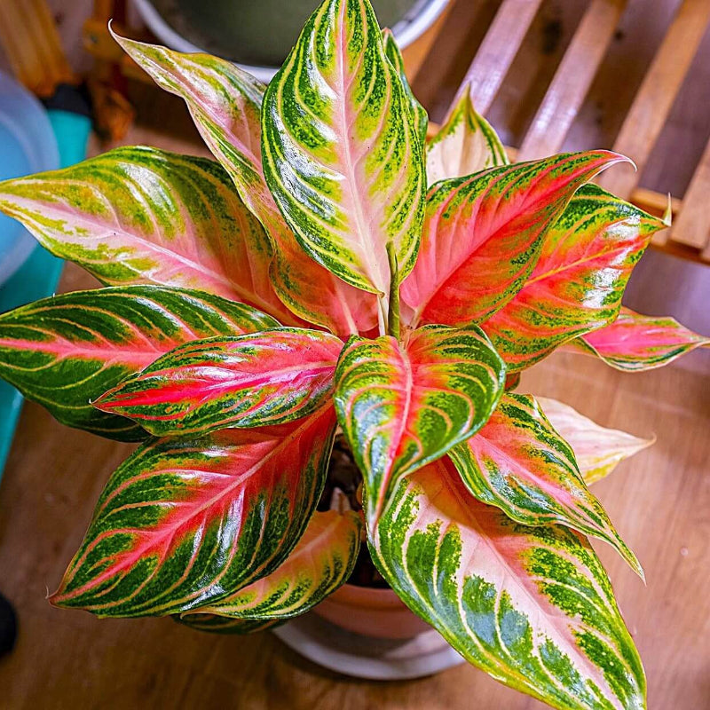 Aglaonema Seeds - House Plant for Home Gardens