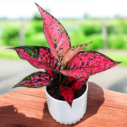 Aglaonema Seeds - House Plant for Home Gardens