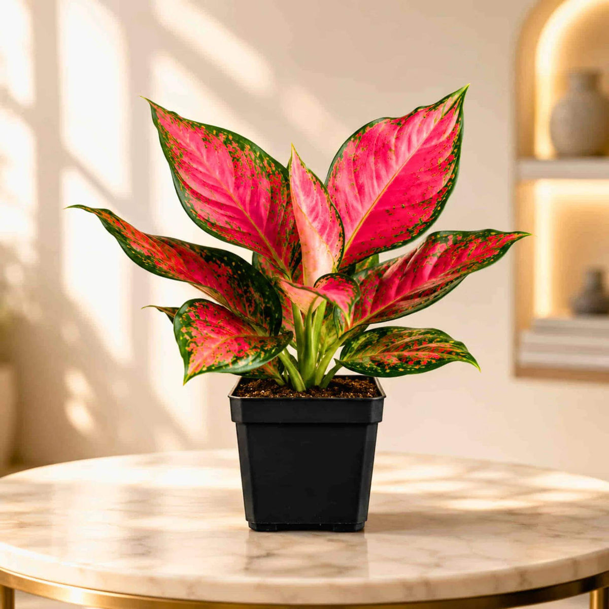 Aglaonema Seeds - House Plant for Home Gardens