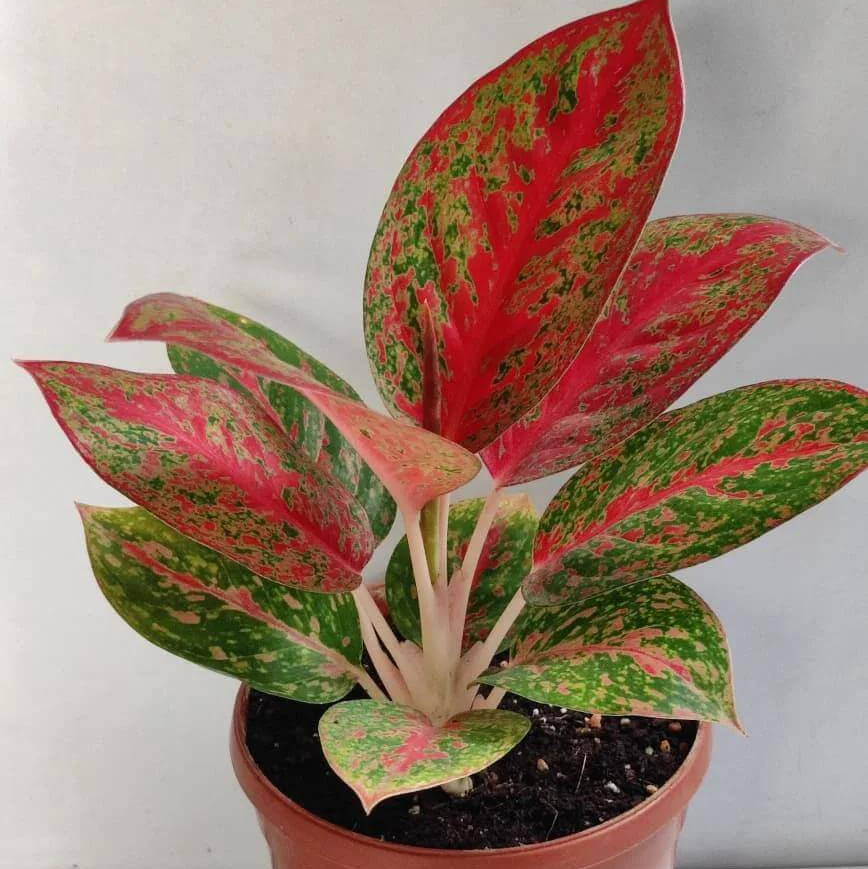 Aglaonema Seeds - House Plant for Home Gardens