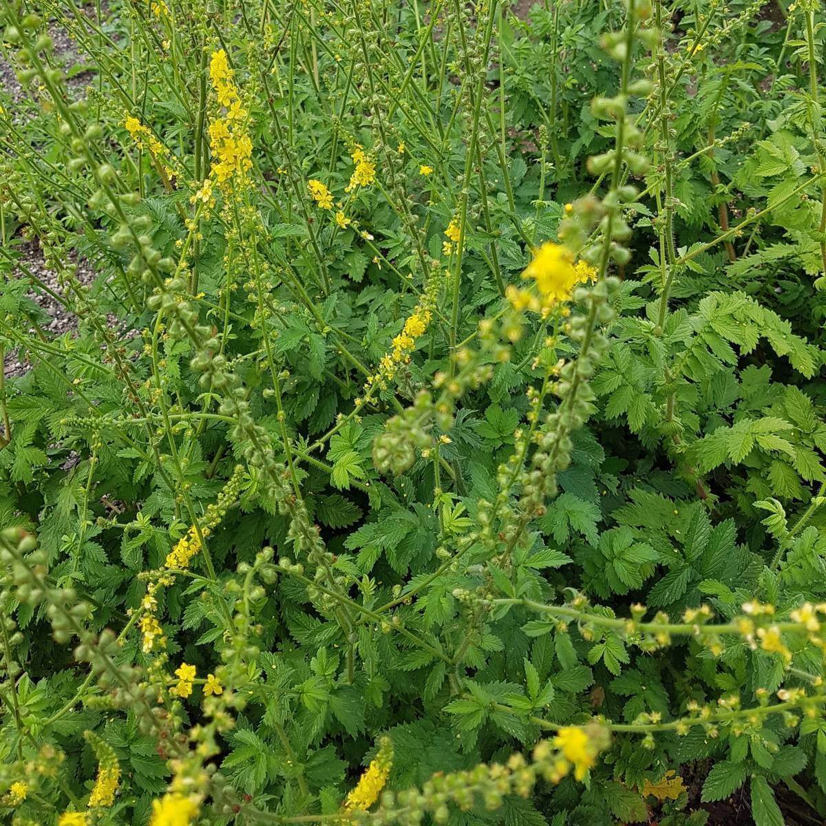 Agrimony Seeds - Heirloom Herbal Plant for Home Gardens