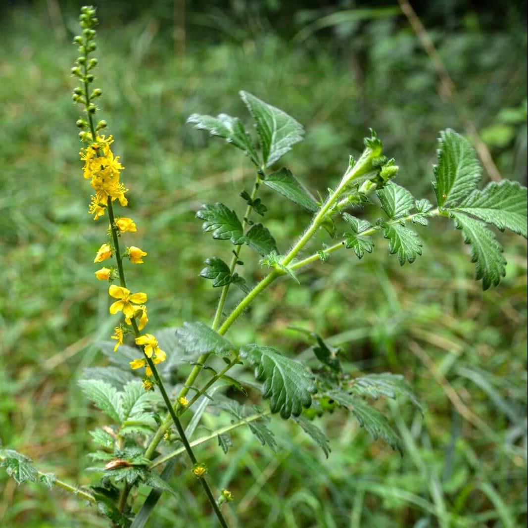 Agrimony Seeds - Heirloom Herbal Plant for Home Gardens