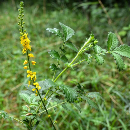 Agrimony Seeds - Heirloom Herbal Plant for Home Gardens
