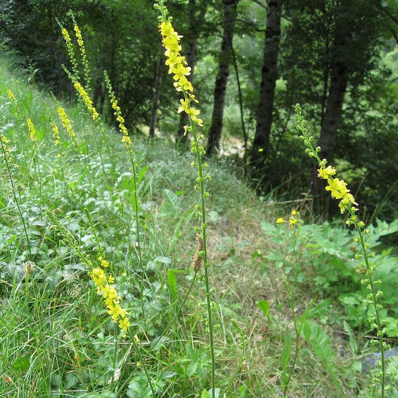 Agrimony Seeds - Heirloom Herbal Plant for Home Gardens