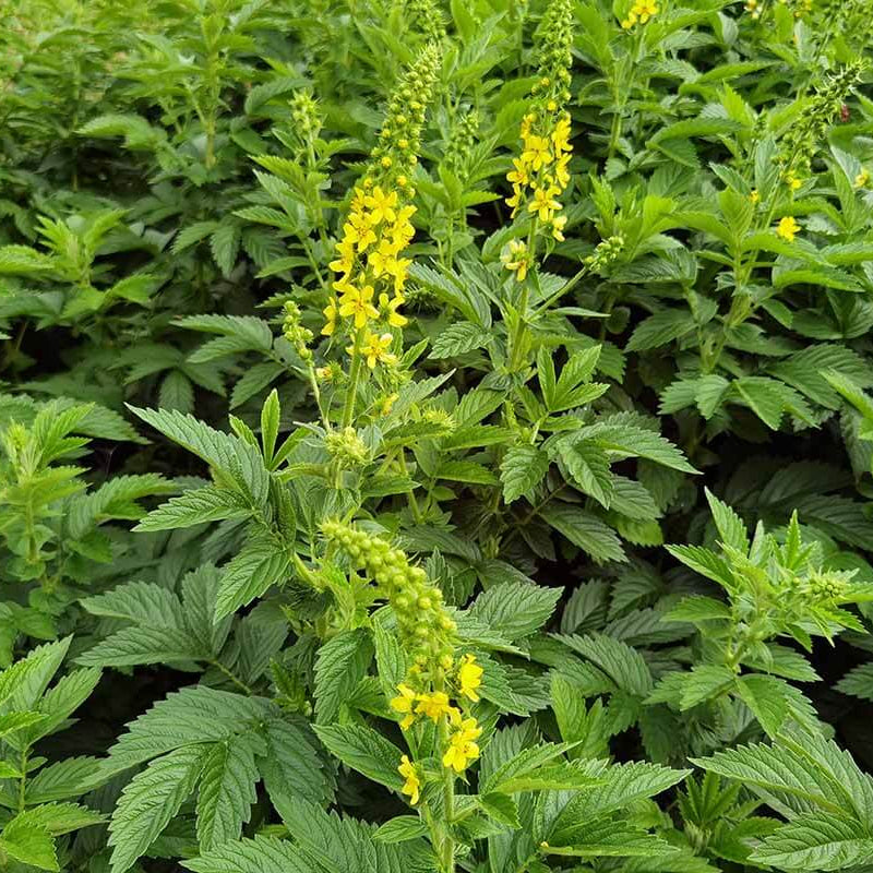 Agrimony Seeds - Heirloom Herbal Plant for Home Gardens