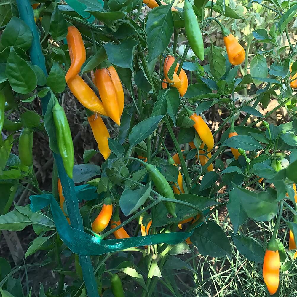 Aji Amarillo Pepper Seeds  - Vegetable Plant