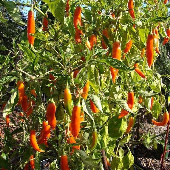Aji Amarillo Pepper Seeds  - Vegetable Plant
