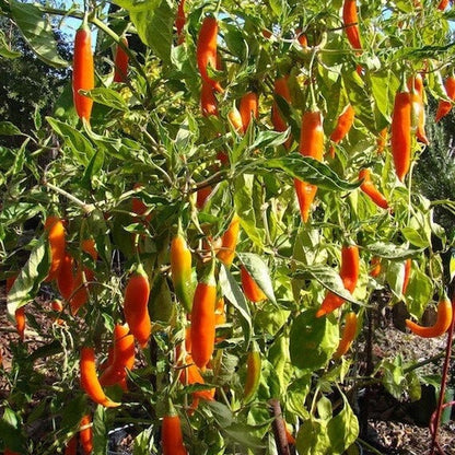 Aji Amarillo Pepper Seeds  - Vegetable Plant