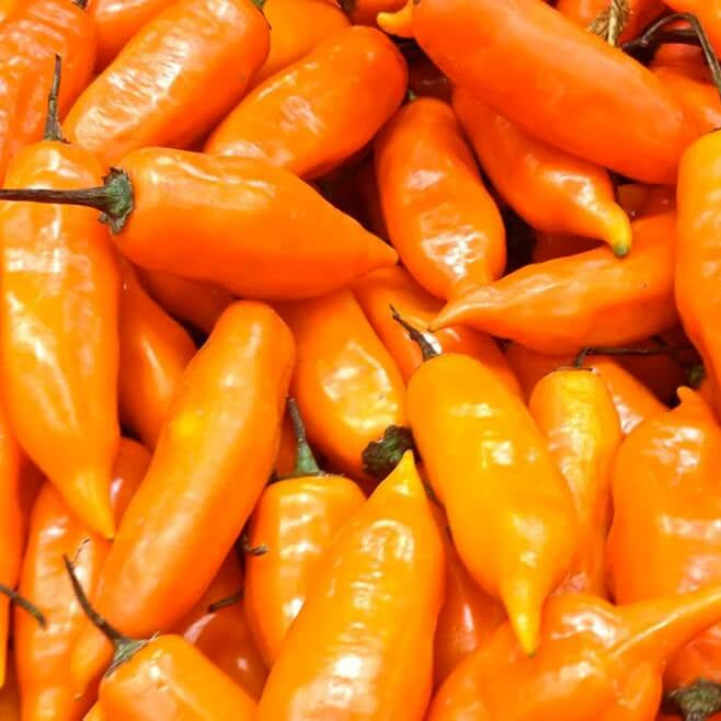 Aji Amarillo Pepper Seeds  - Vegetable Plant
