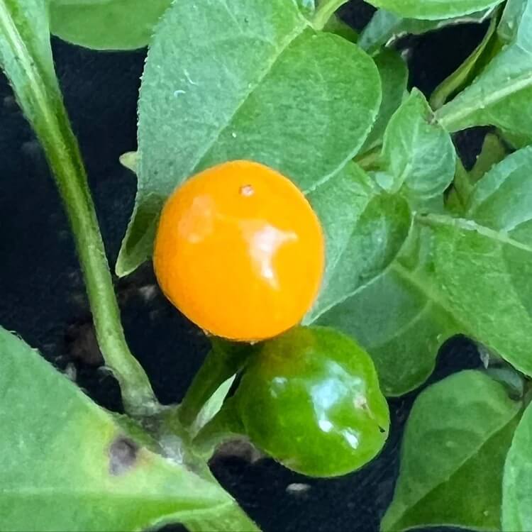 Aji Charapita Hot Pepper seeds