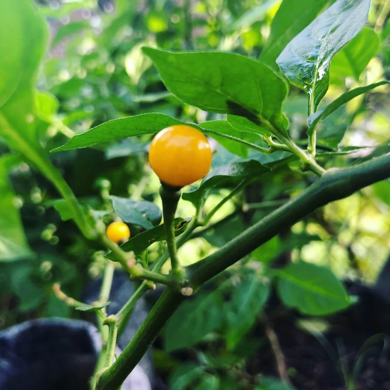 Aji Charapita Pepper Seeds - Vegetable Plant