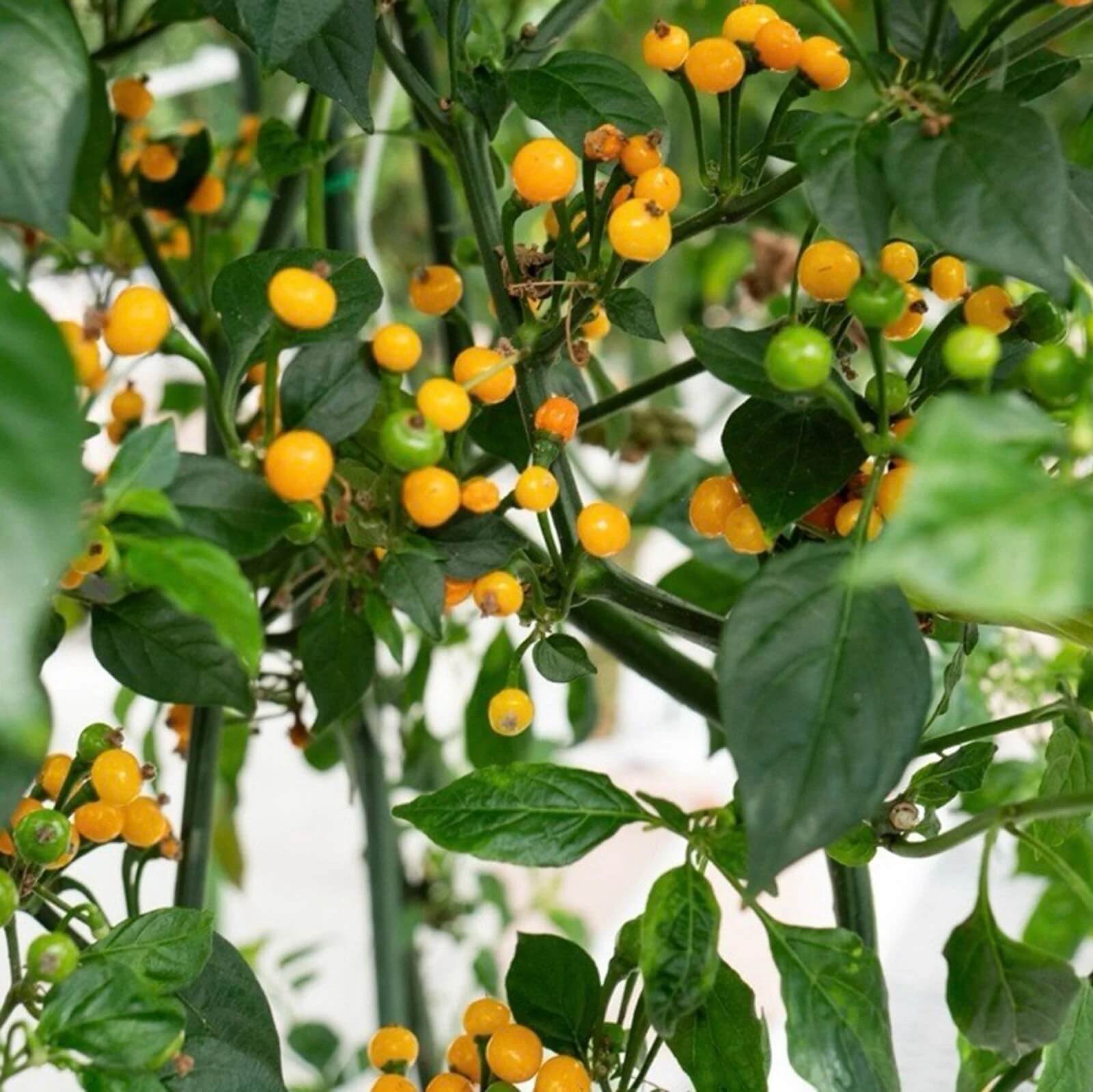 Aji Charapita Pepper Seeds - Vegetable Plant