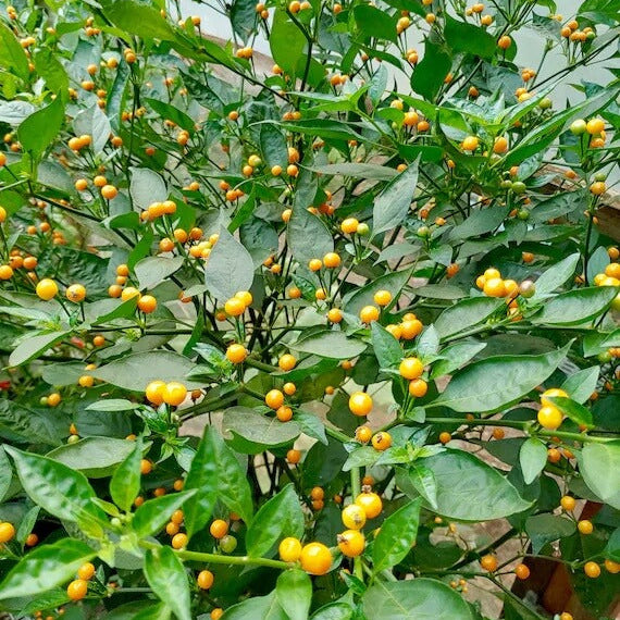 Aji Charapita Pepper Seeds - Vegetable Plant
