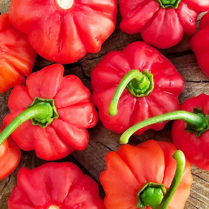Aji Cubano Dulce Cachucha Pepper Seeds