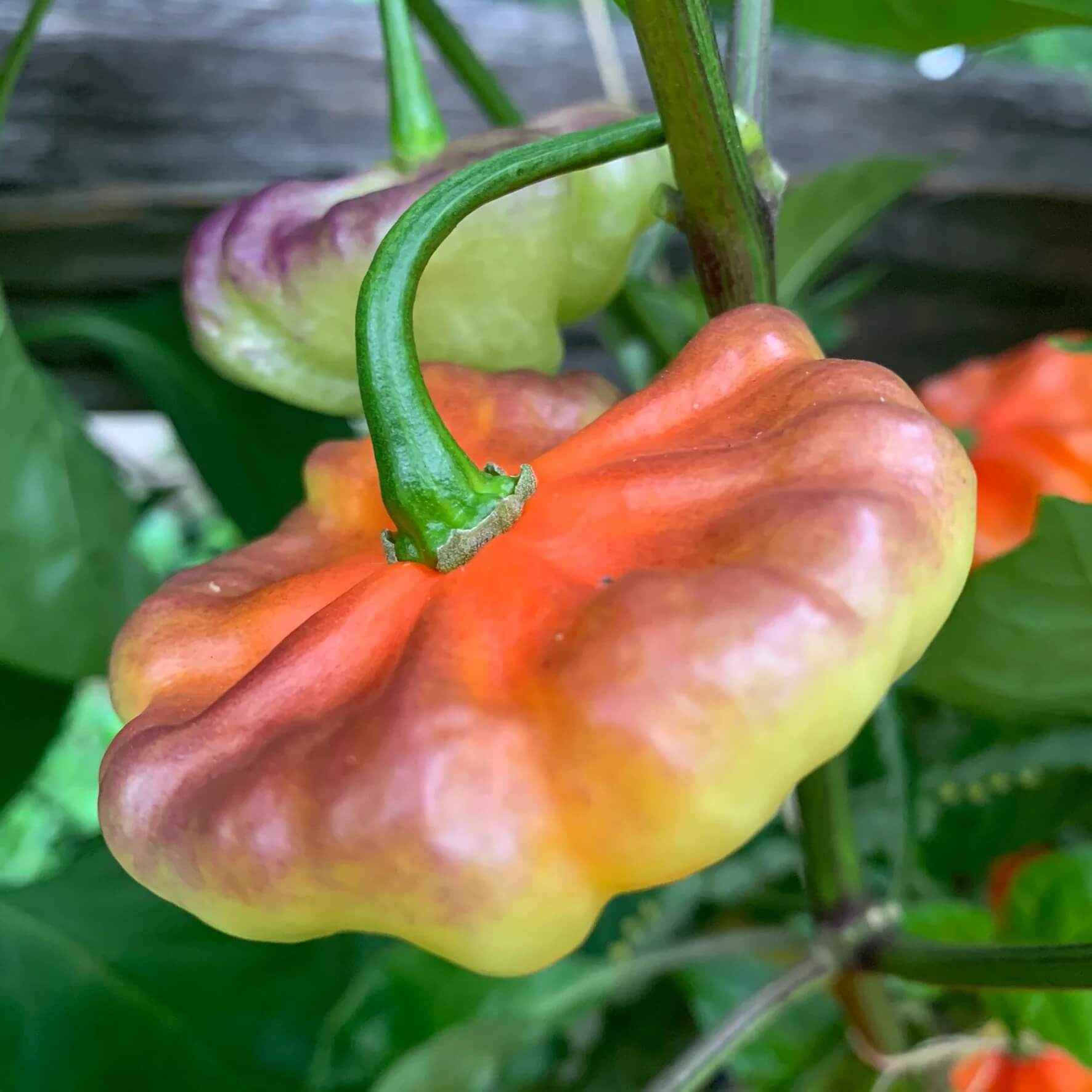 Aji Cubano Dulce Cachucha Pepper Seeds