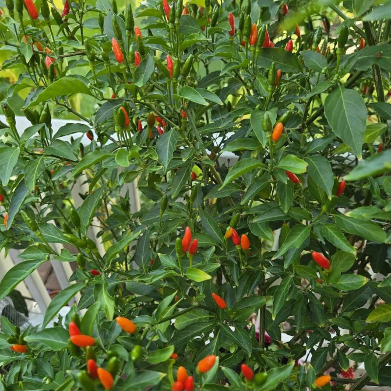Aji De Puerto Rico Seeds - Heirloom Vegetable Plant for Home Gardens