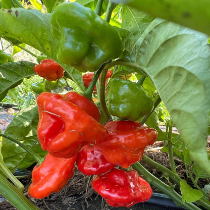 Aji De Puerto Rico Seeds - Heirloom Vegetable Plant for Home Gardens