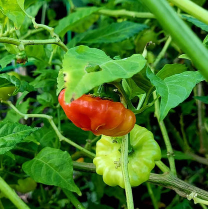 Aji De Puerto Rico Seeds - Heirloom Vegetable Plant for Home Gardens