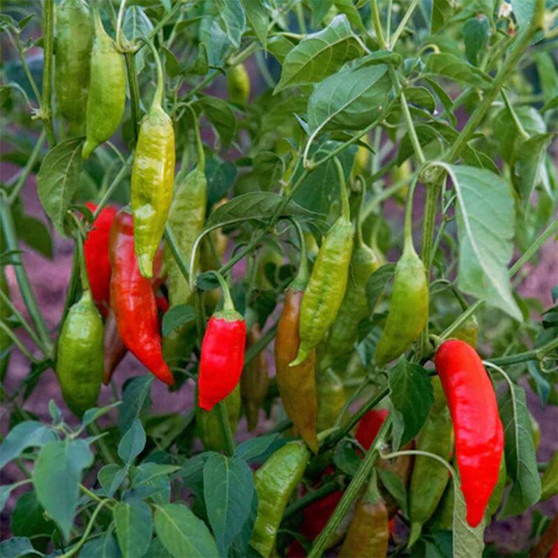 Aji De Puerto Rico Seeds - Heirloom Vegetable Plant for Home Gardens