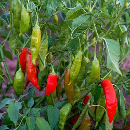 Aji De Puerto Rico Seeds - Heirloom Vegetable Plant for Home Gardens