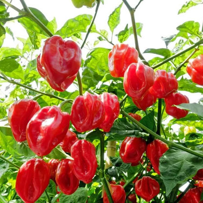 Aji Dulce Pepper Seeds