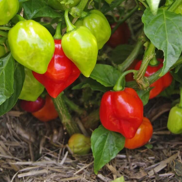 Aji Dulce Pepper Seeds