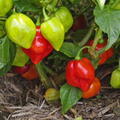 Aji Dulce Pepper Seeds