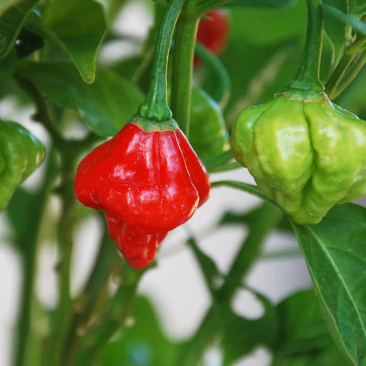 Aji Dulce Pepper Seeds - Vegetable Plant