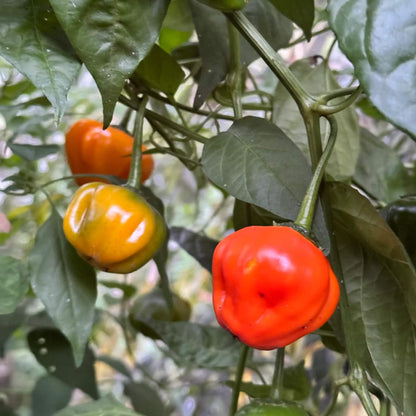 Aji Dulce Pepper Seeds - Vegetable Plant