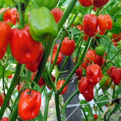 Aji Dulce Pepper Seeds - Vegetable Plant